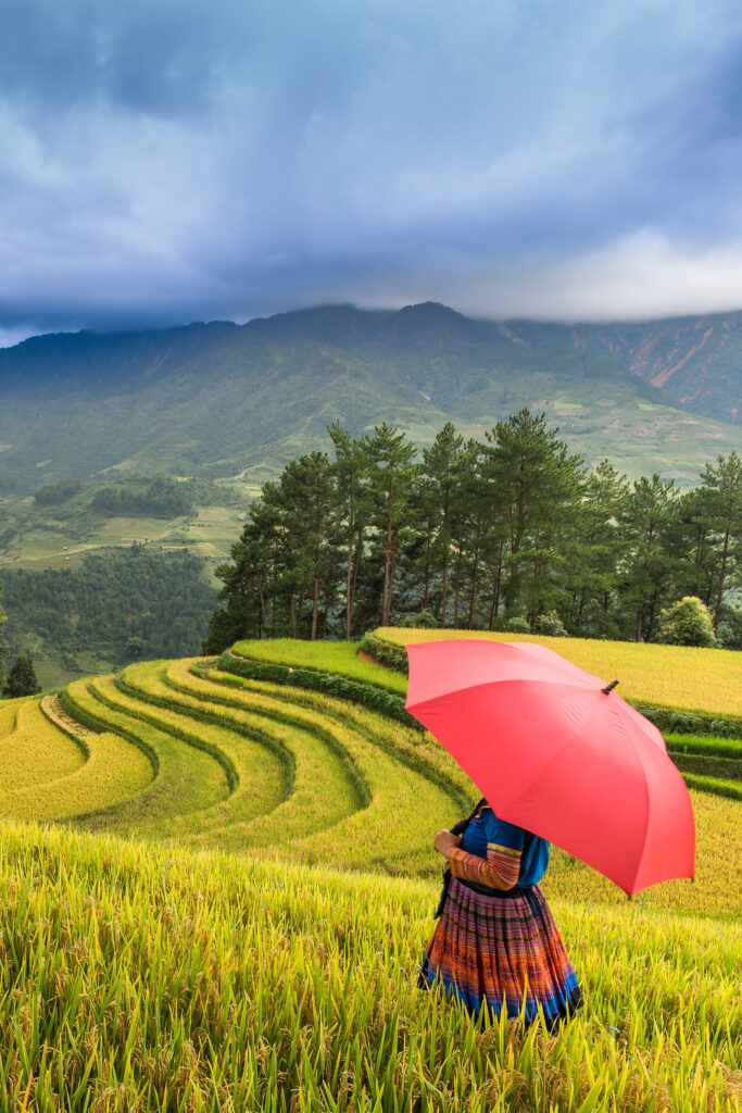 Vietnam Highlights - visit to the rice fields
