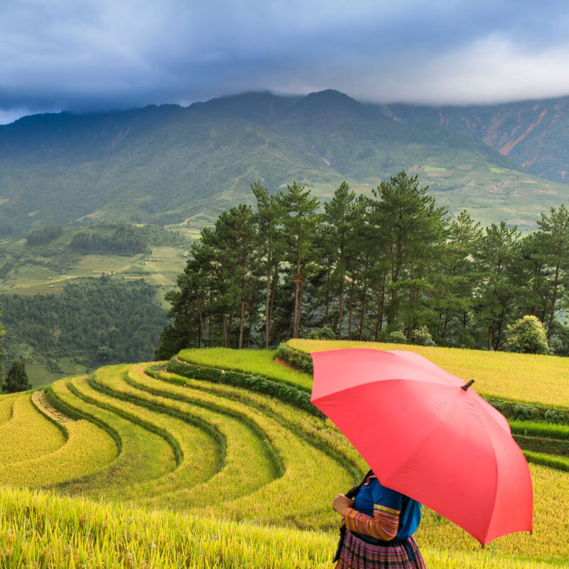 Vietnam Highlights - visit to the rice fields